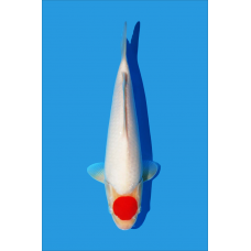 KM.99 TANCHO - 2º PRIZE YOUNG KOI SHOW